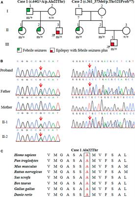 ATP6V0C Is Associated With Febrile Seizures and Epilepsy With Febrile Seizures Plus